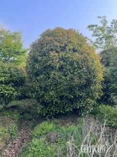 高度270厘米丛生桂花