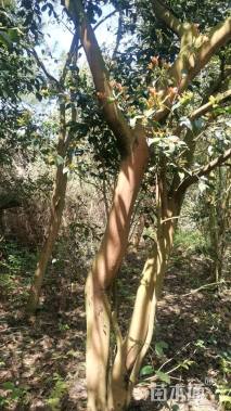 高度2000厘米茶树