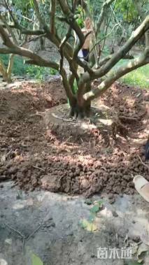 20公分丛生香泡