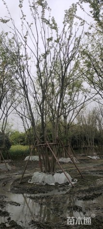 40公分丛生朴树