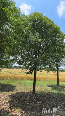 18公分大叶女贞