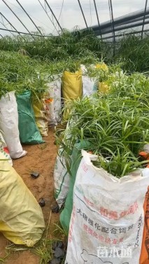 高度40厘米旱伞草