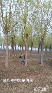 18公分柳树