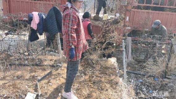 高度70厘米映山红