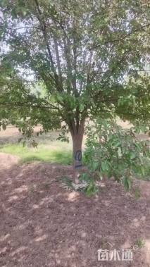 16公分绚丽海棠