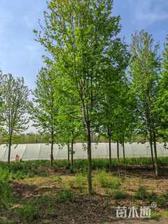 14公分美国红枫