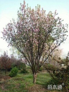 20公分西府海棠