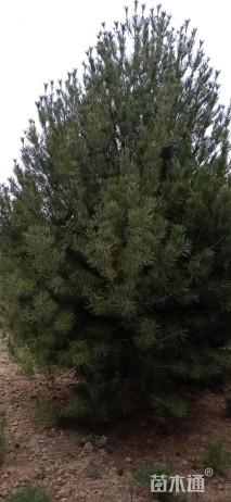 高度400厘米白皮松