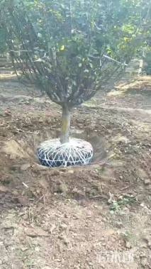 20公分绚丽海棠