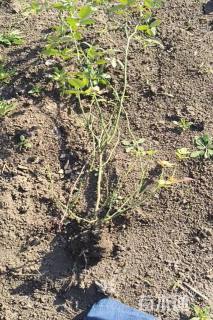 高度40厘米丰花月季