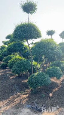 4公分造型小叶女贞