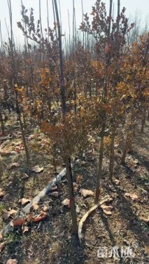 高度160厘米黄杨