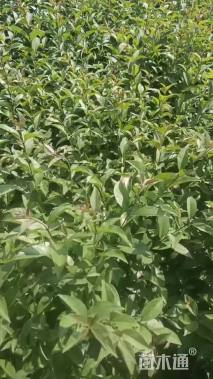 0.65公分大叶女贞