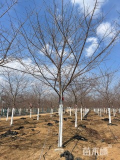 15公分高杆染井吉野樱