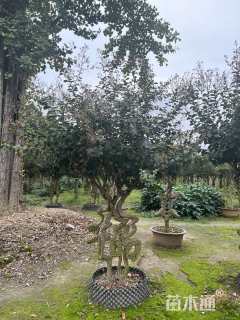 20公分造型紫薇