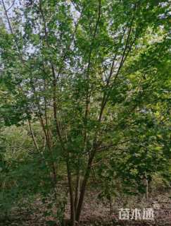 高度900厘米丛生五角枫