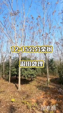 12公分栾树