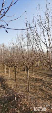 16公分绚丽海棠