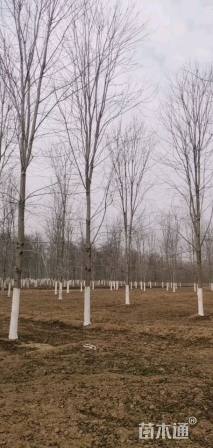 18公分美国红枫