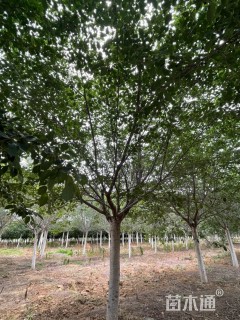 17.1公分染井吉野樱