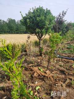 高度150厘米大叶黄杨