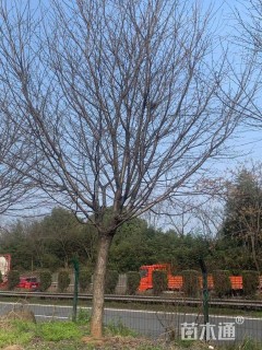 24公分高杆染井吉野樱