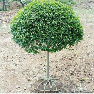 冠幅80厘米小叶女贞球