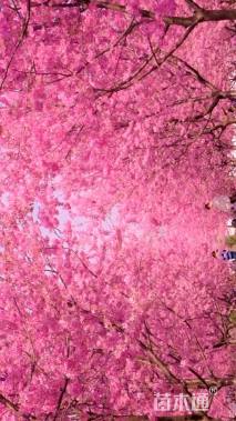 14公分红粉佳人樱