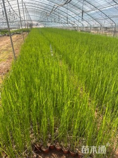 高度40厘米木贼