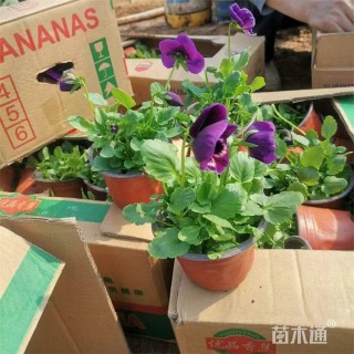 高度20厘米三色堇