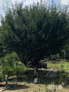 15公分绚丽海棠