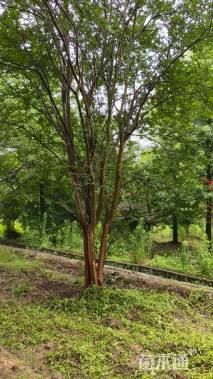 高度700厘米丛生紫薇