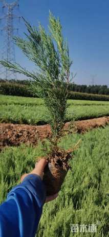 高度50厘米沙地柏