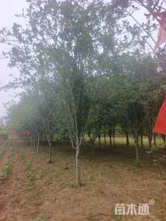 10公分西府海棠