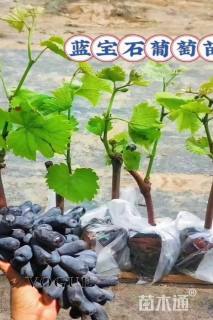 地栽苗葡萄小苗