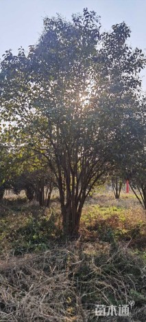 高度650厘米丛生大叶女贞