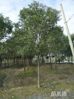 18公分大叶女贞