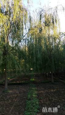 18公分垂柳