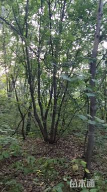 高度800厘米丛生五角枫