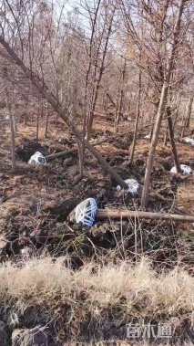 9公分北美落羽杉