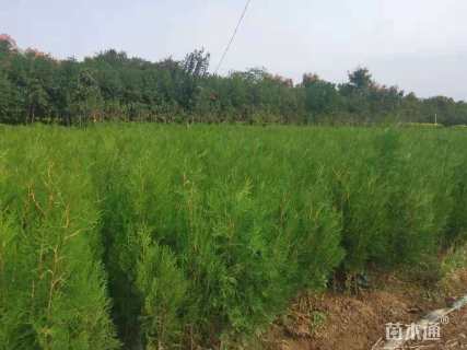 高度100厘米侧柏