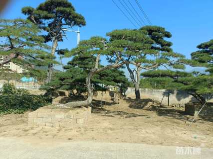 30公分造型油松