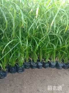 高度29厘米旱伞草