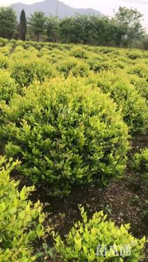 冠幅150厘米金森女贞球