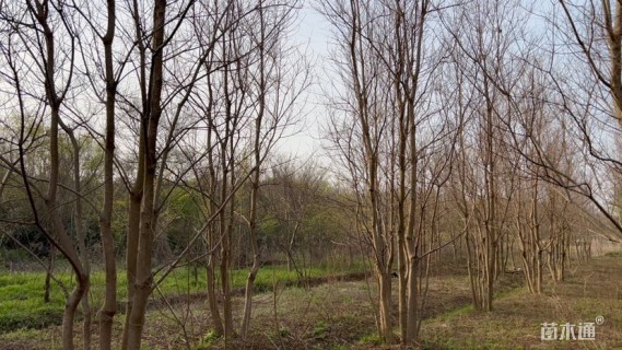 9公分(5杆)丛生乌桕