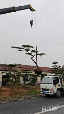 24公分造型黑松