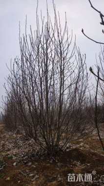 高度500厘米丛生紫玉兰