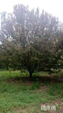 20公分绚丽海棠