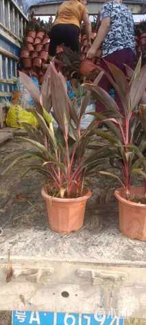 高度40厘米朱蕉