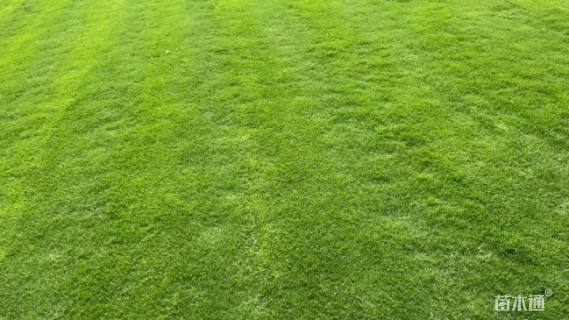 草卷状百慕大草